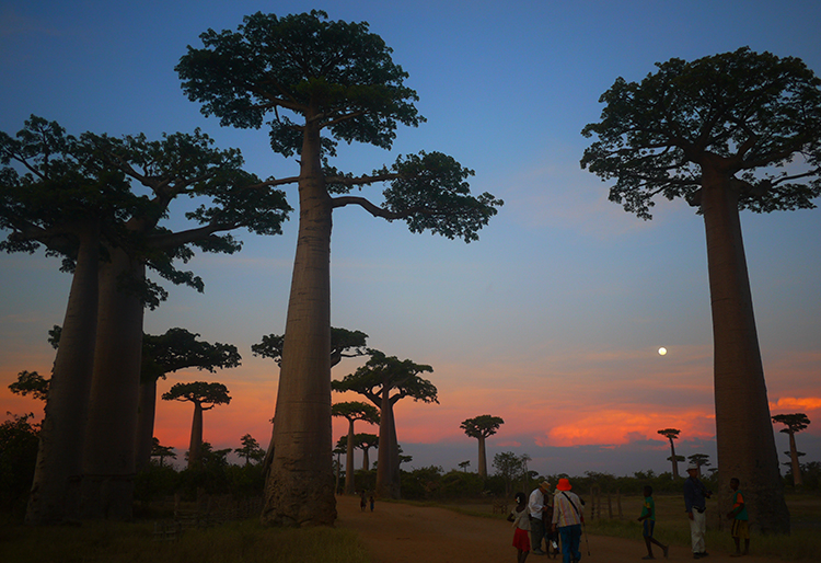 夕焼けに染まるマダガスカルのバオバブ街道